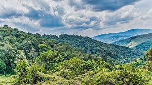 Mabira Forest