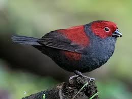 Dusky Crimsonwing