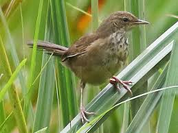Grauer’s Swamp Warbler