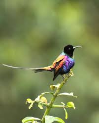 Purple-breasted Sunbird