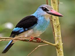 Kingfishers