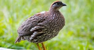 Nahanfrancolin