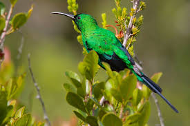 Sunbirds