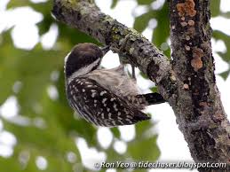 Woodpeckers