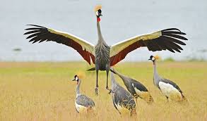 25-Day Complete Birding Safari
