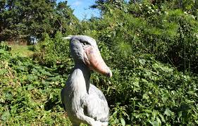 Shoebill