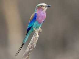 Breasted Roller