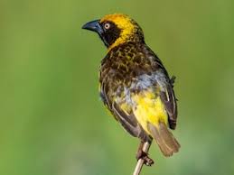 Foxweaver
