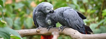 Frican Grey Parrot