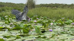 Mabamba Swamp