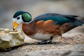 Mabamba Swamp – African Pygmy Goose