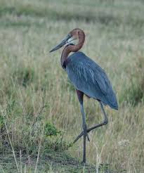 Mabamba Swamp – Goliath Heron