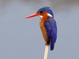 Mabamba Swamp – Malachite Kingfisher