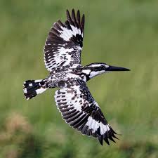 Mabamba Swamp – Pied Kingfisher
