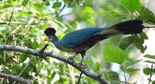 mabira-forest-reserve