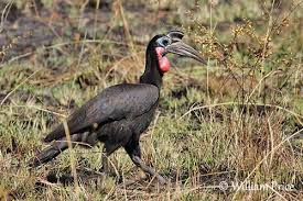 Murchison Falls – Abyssinian Ground Hornbill