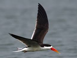 Murchison Falls – African Skimmer