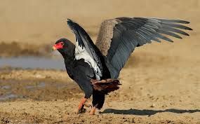 Murchison Falls – Bateleur
