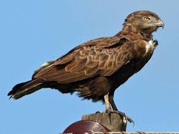 Murchison Falls – Brown Snake Eagle