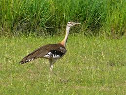 Murchison Falls – Denham Bustard