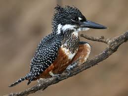 Murchison Falls – Giant Kingfisher