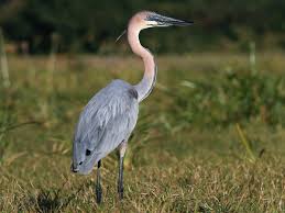 Murchison Falls – Goliath Heron