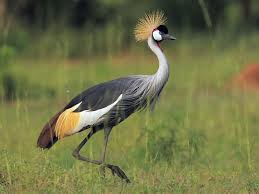 Murchison Falls – Grey Crowned Crane