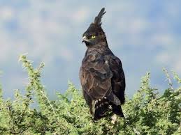 Murchison Falls – Long Crested Eagle