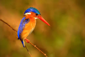 Murchison Falls – Malachite Kingfisher