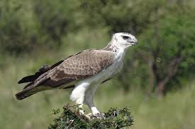 Murchison Falls – Martial Eagle