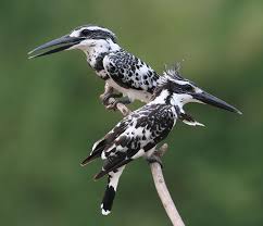 Murchison Falls – Pied Kingfisher