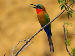 Murchison Falls – Red Throated Bee Eater