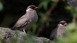 Murchison Falls – Rock Pratincole