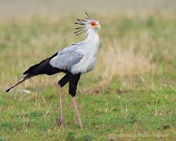 Murchison Falls – Secretarybird