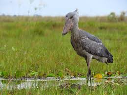 Murchison Falls – Shoebill