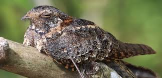 Murchison Falls – Standard Winged Nightjar