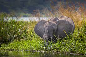 Murchison Falls – Elephantnile
