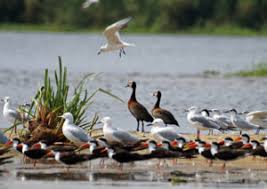Murchison Falls & Kibale 5 Days