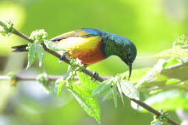 Regelsunbird
