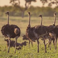 Serengeti