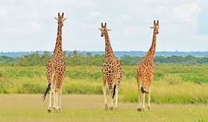 Wildlife Safari – 2.jpeg