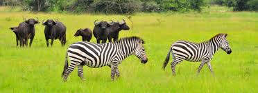 Wildlife Safari – 3.jpeg