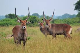 Wildlife Safari – 4.jpeg