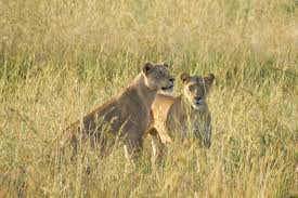Wildlife Safari – 5.jpeg