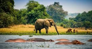 Wildlife Safaris