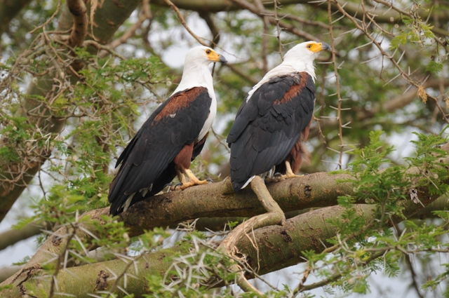 Birding Safaris
