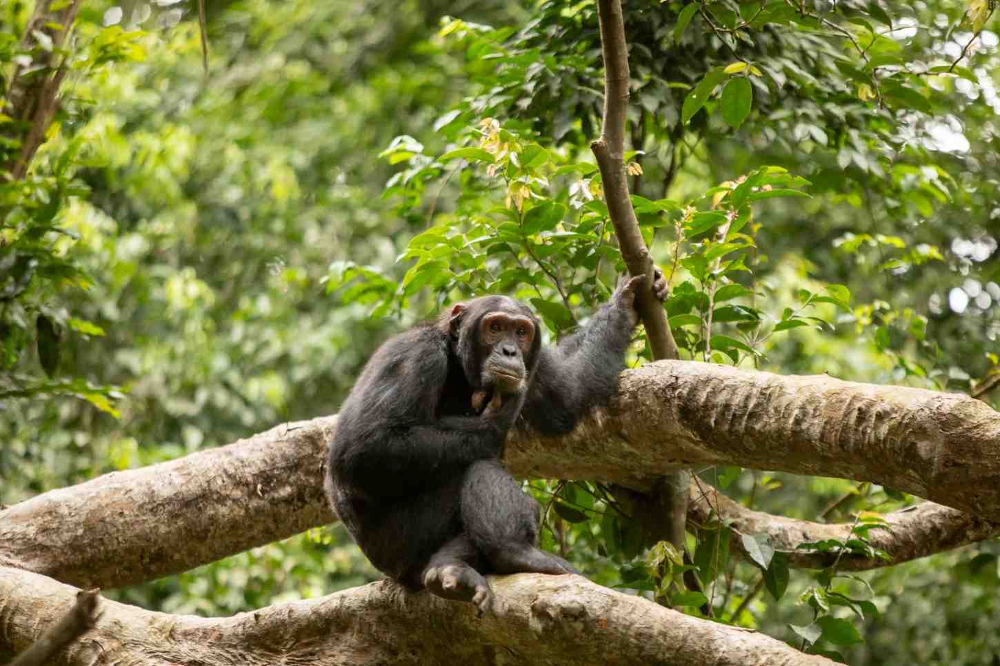 Uganda Safari Adventure