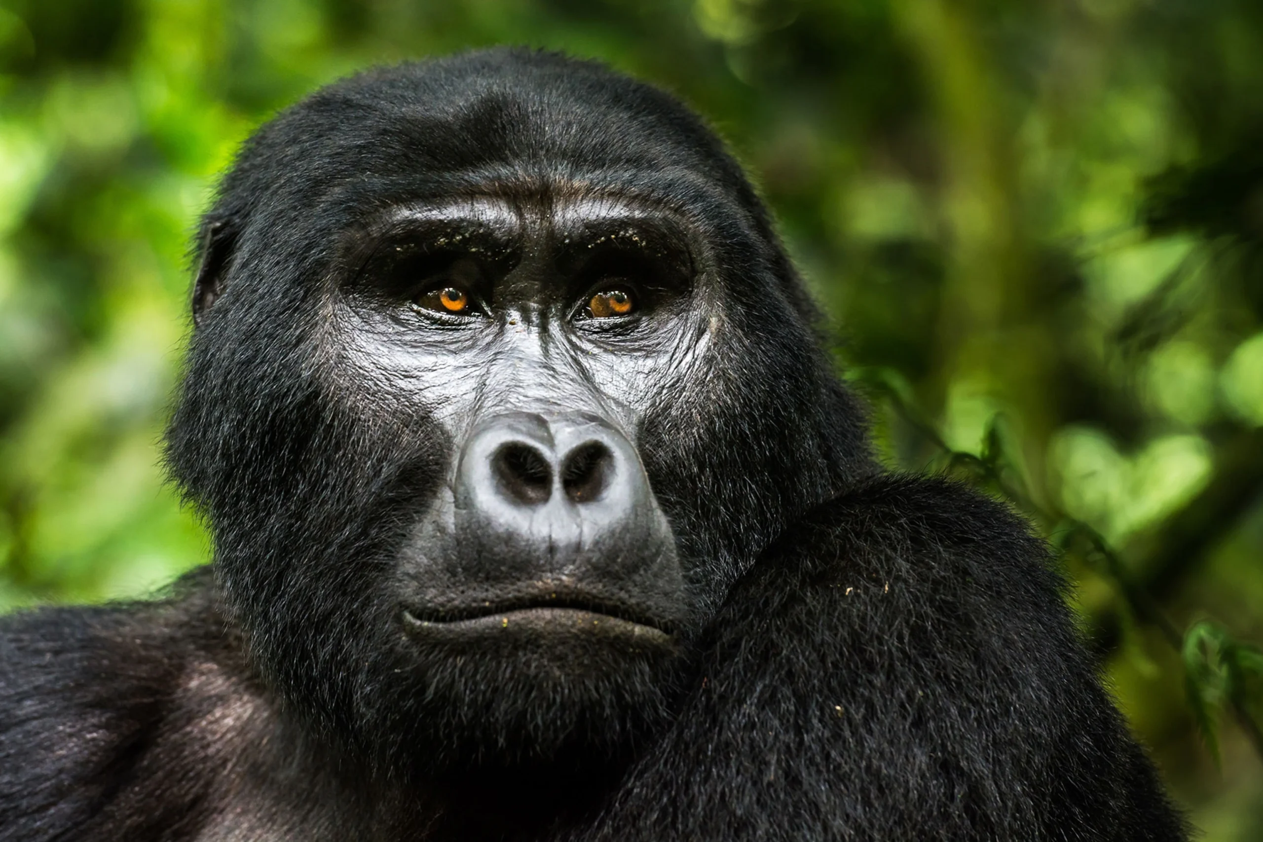 Gorilla Trekking Uganda Portrait Scaled