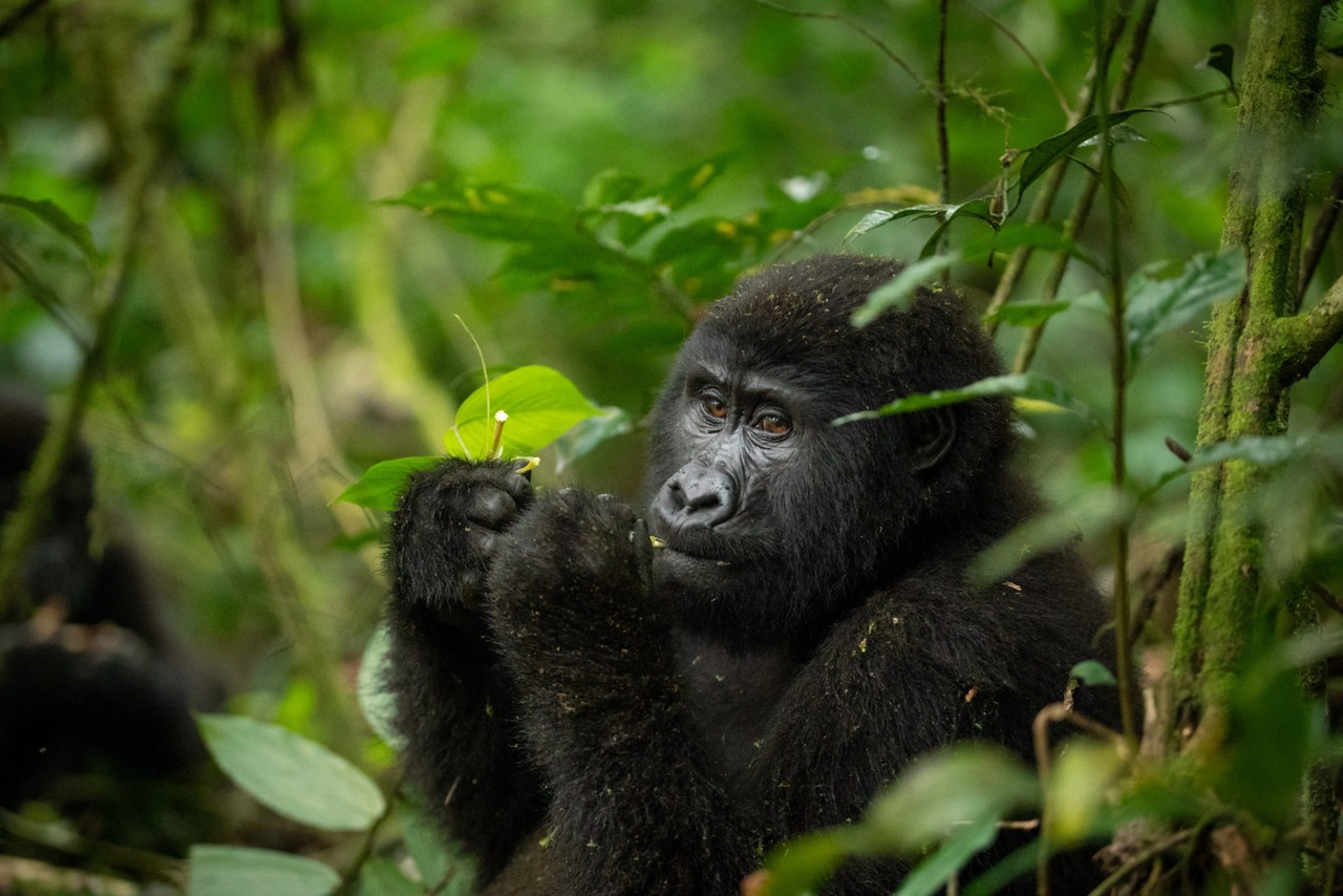 Gorilla & Primate Safaris